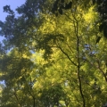 xpj网上赌场, 核心乡村工作会议前夕